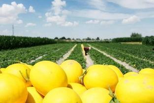 不同人吃蜜瓜好吗,不同体质者的蜜瓜养生之道