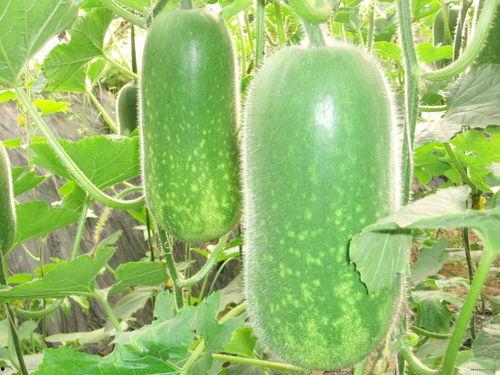 孕妇创意吃瓜照片高清,高清美照展现孕期趣味生活