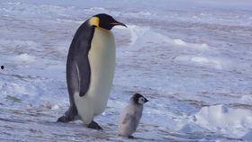 吃瓜福利企鹅群,揭秘神秘社群的欢乐时光
