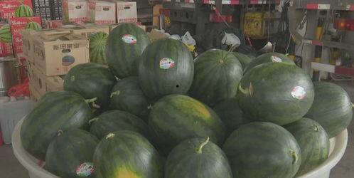 近日金寨吃瓜,揭秘背后真相与网络舆论风暴