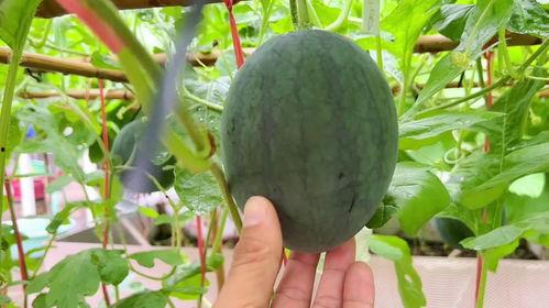 近日金寨吃瓜,揭秘背后真相与网络舆论风暴