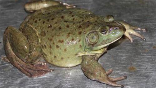 吃瓜蛙网址,带你领略网络娱乐新天地