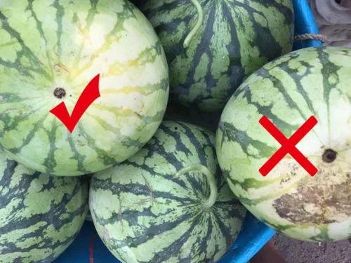 晚上12点吃瓜容易胖吗,揭秘12点后吃瓜是否会增肥