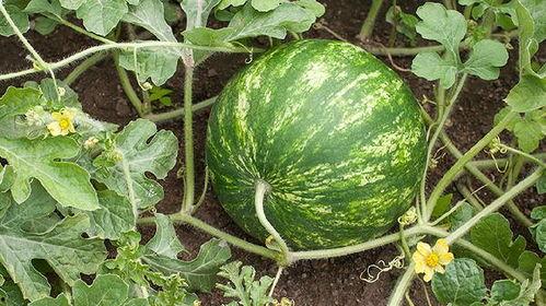 晚上12点吃瓜容易胖吗,揭秘12点后吃瓜是否会增肥