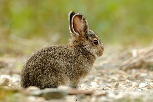野兔会吃瓜吗,揭秘它们是否吃瓜之谜