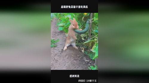 野兔会吃瓜吗,揭秘它们是否吃瓜之谜