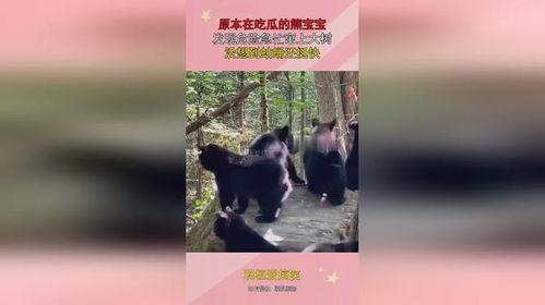 吃瓜的熊宝宝,熊宝宝吃瓜趣事多