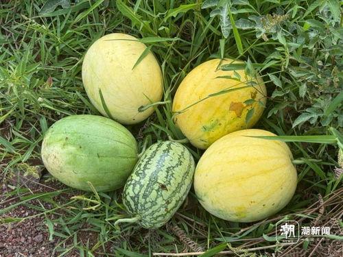 同城吃瓜,揭秘身边的热辣事件与幕后真相