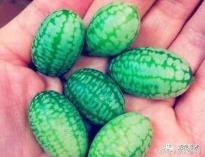 西瓜不是洗瓜就是吃瓜,洗与食，尽享夏日清凉