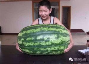 西瓜不是洗瓜就是吃瓜,洗与食，尽享夏日清凉