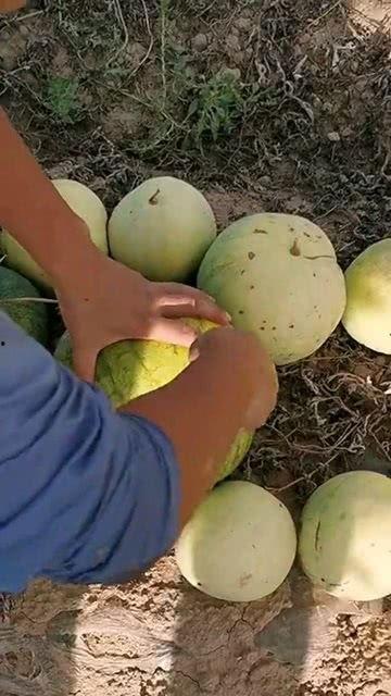 西瓜不是洗瓜就是吃瓜,洗与食，尽享夏日清凉