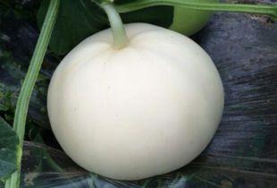 月子期可以吃梨瓜吗,助力产后恢复