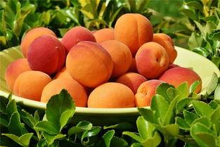 梦见吃杏子和小瓜