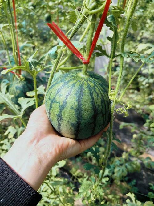 济南屁王吃瓜,一场意外的网络爆红