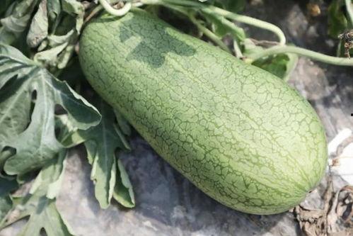 玉菇瓜吃瓜神器