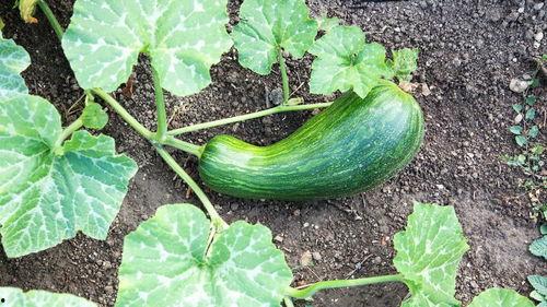 瓠瓜产妇可以吃吗