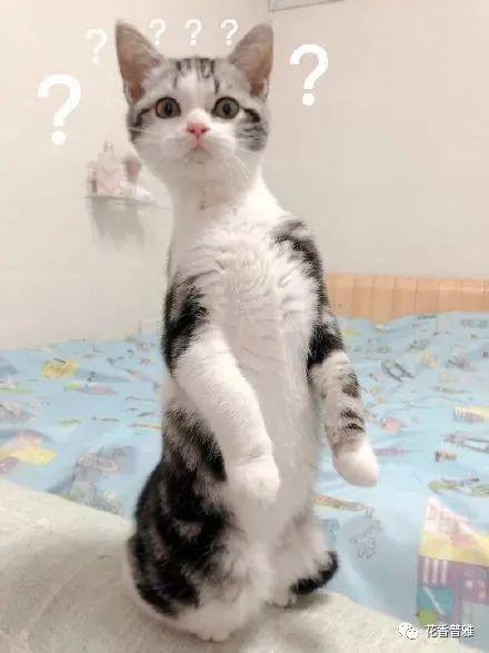 吃瓜猫阳台,揭秘猫咪的悠闲生活