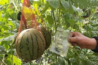 雨洛吃瓜,揭秘娱乐圈幕后故事