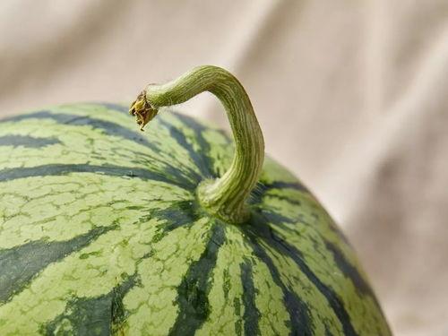 上海吃瓜网友,揭秘城市生活百态