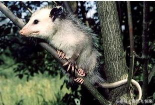 负鼠吃田瓜,揭秘野生小动物的独特饮食习惯