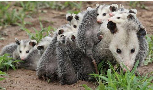 负鼠吃田瓜,揭秘野生小动物的独特饮食习惯