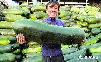 吃瓜群众 种瓜,揭秘瓜农生活与甜蜜果实背后的故事