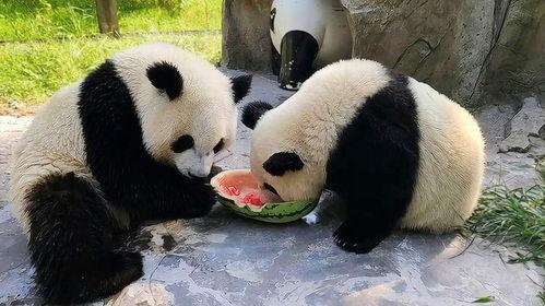 熊猫金双吃瓜,揭秘娱乐圈幕后风云