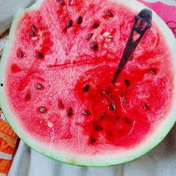 追花吃瓜,探寻春日里的浪漫与趣味