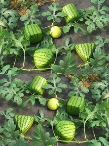 追花吃瓜,探寻春日里的浪漫与趣味