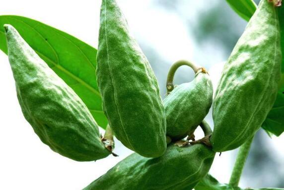 吊瓜可以和角瓜一起吃吗,健康美味两不误