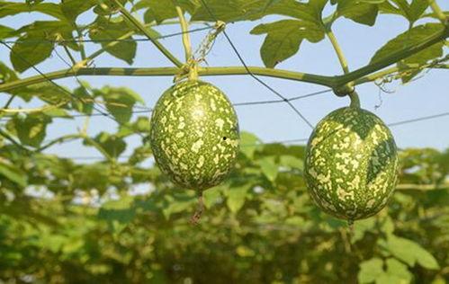 吊瓜可以和角瓜一起吃吗,健康美味两不误