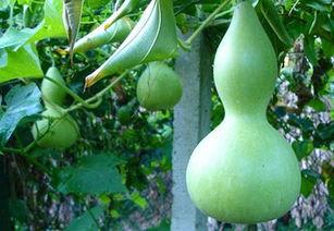 什么虫吃蒲瓜好,揭秘哪些虫子喜食蒲瓜