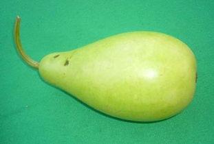 什么虫吃蒲瓜好,揭秘哪些虫子喜食蒲瓜