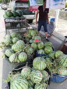 烟台莱州吃瓜事件,一场网络热议背后的真相与反思