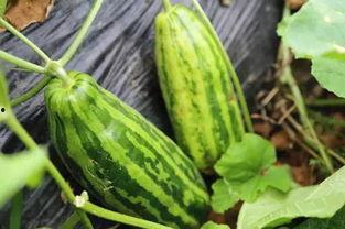 吃瓜只吃优质瓜是啥意思