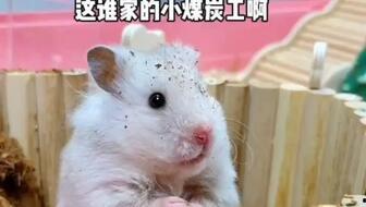 鼠精吃瓜,一场奇幻的美食冒险