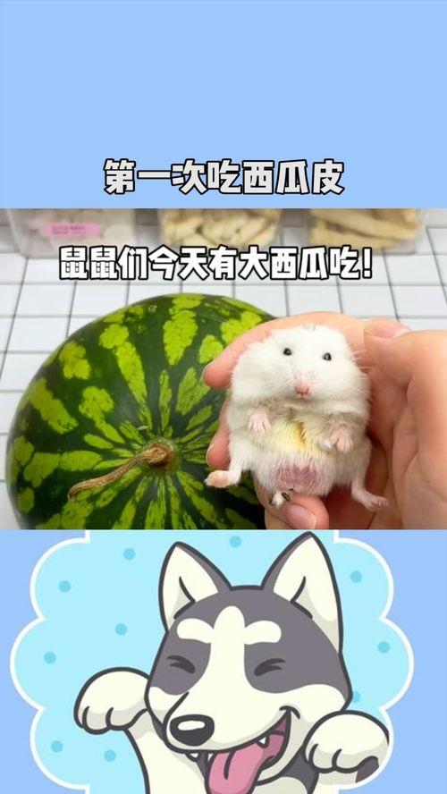 鼠精吃瓜,一场奇幻的美食冒险