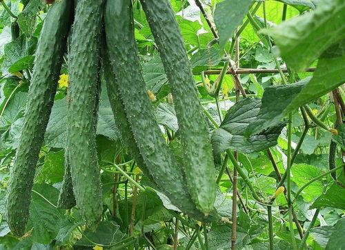 绿色的梨瓜咋吃,绿色梨瓜的多彩食法探索