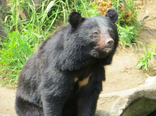 日本黑熊吃蜜瓜,日本黑熊的夏日美食之旅