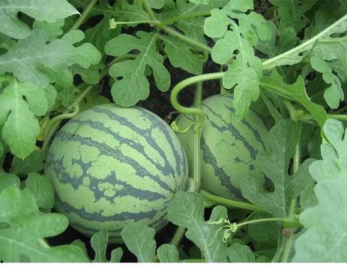 坑底吃瓜作品集,揭秘作品集背后的故事与灵感