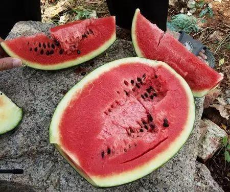 坑底吃瓜作品集,揭秘作品集背后的故事与灵感