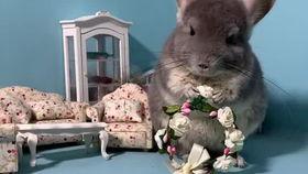 宠物也吃瓜,一起吃瓜解暑趣事