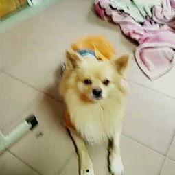 宠物也吃瓜,一起吃瓜解暑趣事