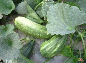 吃酥瓜想吐,揭秘美食与不适的微妙关系