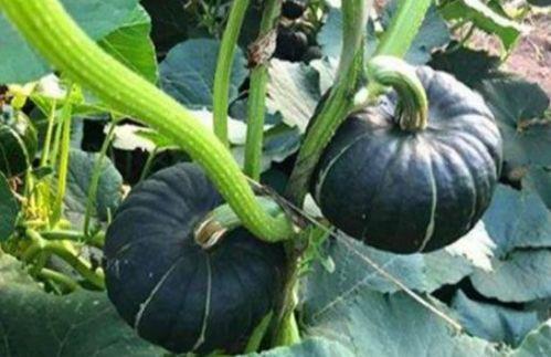 梦见瓜地吃小瓜什么预兆,瓜地吃小瓜的预兆与寓意