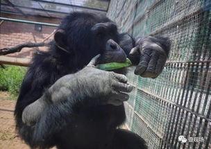 动物吃瓜集锦图片,趣味吃瓜瞬间大盘点