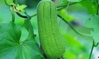 吃死瓜有什么好处吗,吃死瓜的神奇益处揭秘