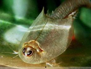 瓜哥吃瓜奇怪的鱼视频大全