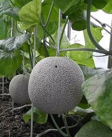 吃瓜lv,吃瓜lv的瓜界传奇