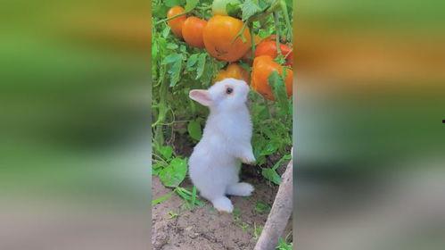 可爱小兔吃瓜,可爱小兔的甜蜜瓜果时光